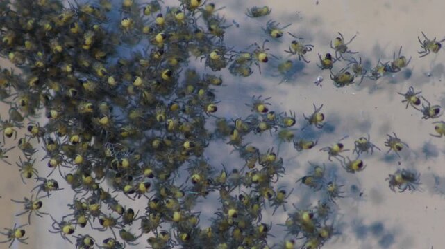 Swarm of yellow spiderlings gather across a glass door surface. Close-up nature footage useful for wildlife, insect, arachnid, and seasonal hatchling themes