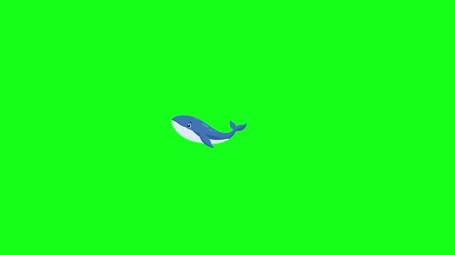 Whale swimming, 2D vector animation, green screen