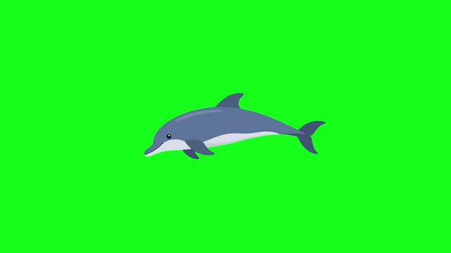 Dolphin swimming, 2D vector animation, green screen