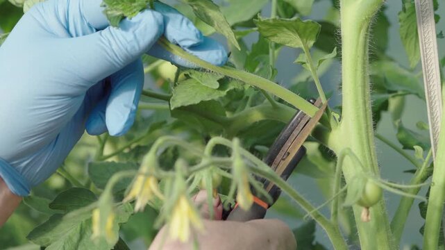 Pruning tomato plants with shears in greenhouse, close-up