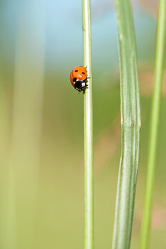 Coccinellidae is a widespread, Ladybird beetle, ladybugs. red beetle with black dots. insects in the wild. natural background. macro nature. ladybug sitting on a meadow plant. small predatory insect