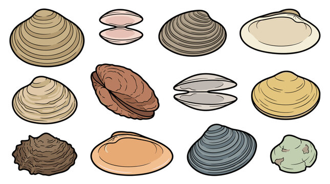 Clam shell collection isolated veneridae set marine bivalve shells vector