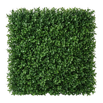 Square artificial boxwood hedge panel isolated on transparent background