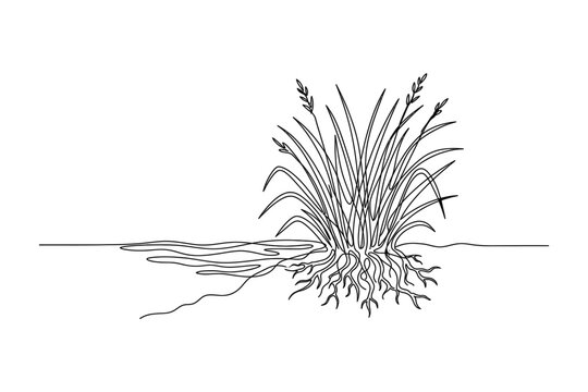 A detailed line art illustration of a grassy plant with visible roots.