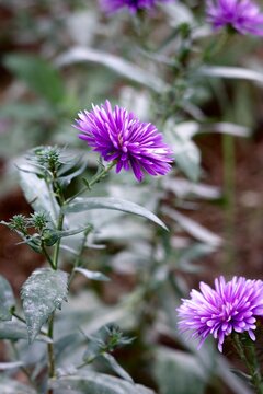 purple double aster flower