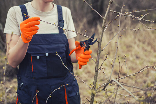 Worker holds pruning shears to cut branches on shrub in garden on clear day.