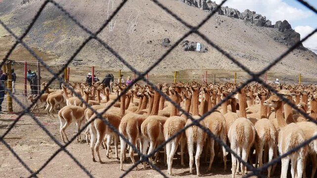 A herd of wild vicunas seen through a temporary enclosure net during the traditional chaccu in the Andes of Huancavelica, Peru.