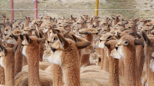 Close-up view of numerous wild vicunas gathered together during a traditional chaccu in Huancavelica, in the Peruvian Andes.