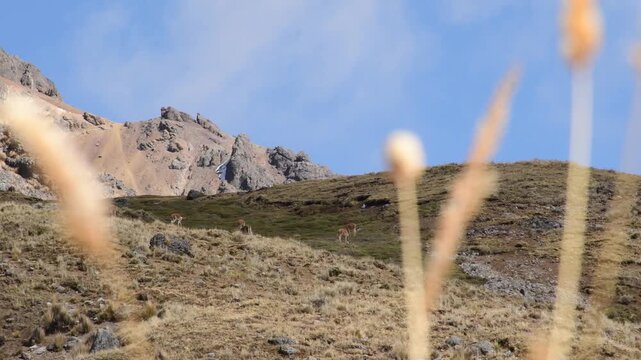 Wild vicunas graze in the natural high-altitude grasslands of Huancavelica, surrounded by the rugged landscape of the Peruvian Andes.