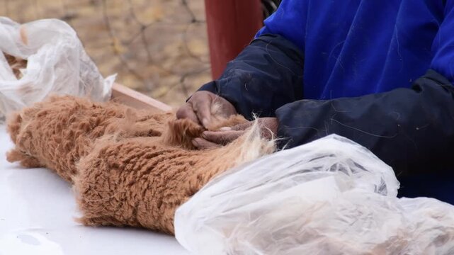 A worker sorts and handles valuable vicuna fiber by hand after the traditional shearing process during a chaccu in the Peruvian Andes.