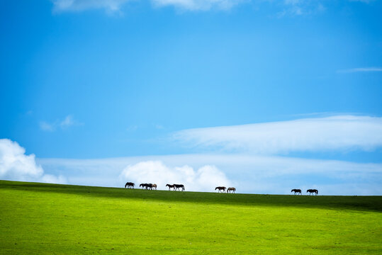 Horses grazing on the vast green grasslands of Karakulun in Xinjiang, China under a clear blue sky