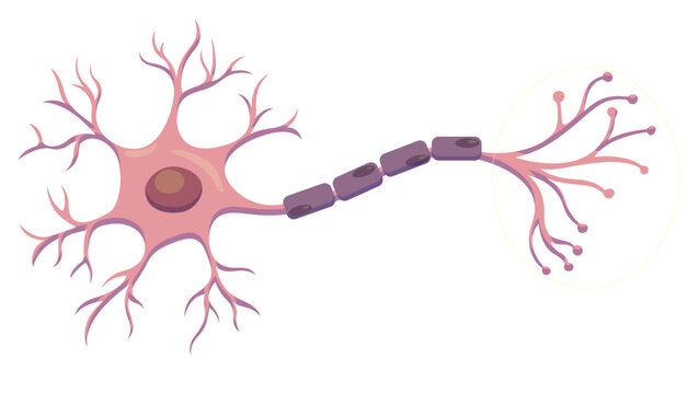 Synapsis Cell (Vector Assets)
