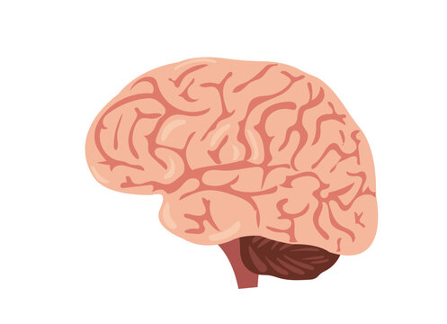 Brain from side view (Vector Asset)