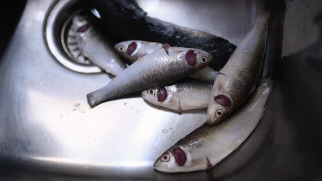 Indian married woman (only hand showing) hygienically washing fresh raw Labeo bata fish in a kitchen basin before cooking. Close-up of clean fish preparation, traditional home cooking, and food safety