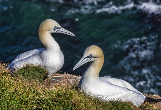 Northern Gannet (Morus bassanus) Heligoland Germany
