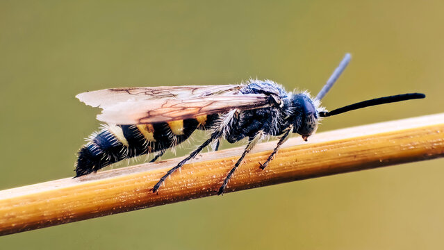 Detailed Macro Portrait of a Parasitoid Scoliid Wasp with Distinctive Yellow Abdominal Markings