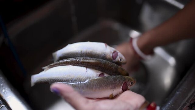 Indian married woman hygienically washing fresh raw Labeo bata fish in a kitchen basin before cooking. Close-up of clean fish preparation, traditional home cooking, and food safety.