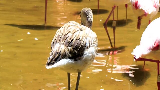 Pink Greater Flamingo Flamingos bird baby in tropical nature Brazil.