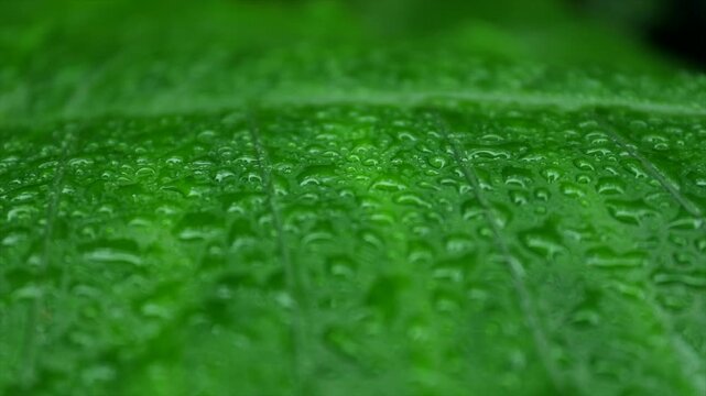 Raindrops accumulate on vibrant green leaves in lush tropical environment. This concept showcases refreshing moments in nature, highlighting summers vibrant foliage