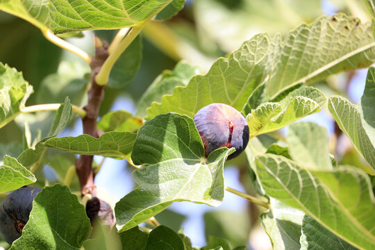 Ripe fig close up on a tree in Andalusia, Spain  