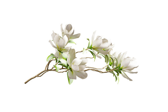 White magnolia flower branch isolated on white background.