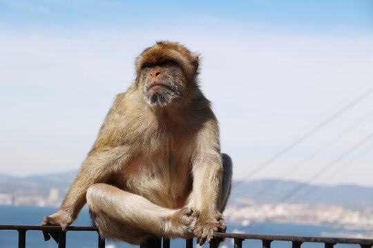 Barbary macaque-thinking-on a fence at the Rock of Gibraltar, Great Britain