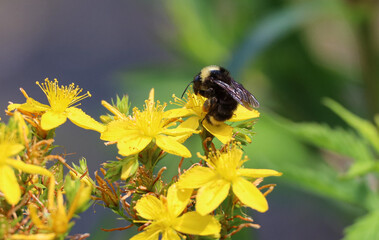 Bumblebee collecting nectar from yellow flowers © Dmitry