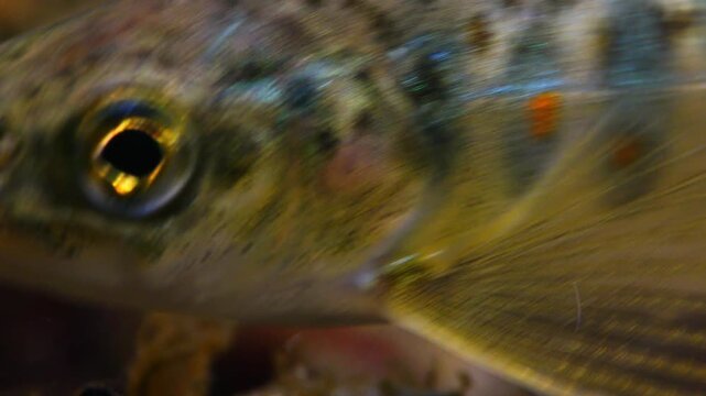 Close up macro shot of juvenile brown trout fins as it swims in a Chalk stream in Wiltshire, UK