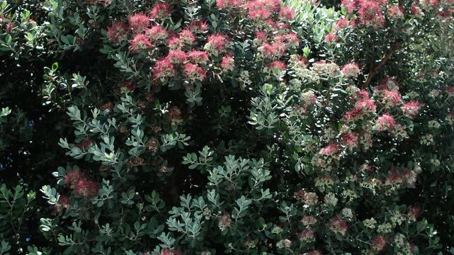 Blooming Metrosideros Excelsa in Santander coastal promenade, Cantabria, Spain. Copy space.
