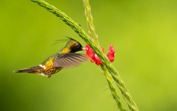 m&auml;nnliche Schwarzschopfelfe (Lophornis helenae)