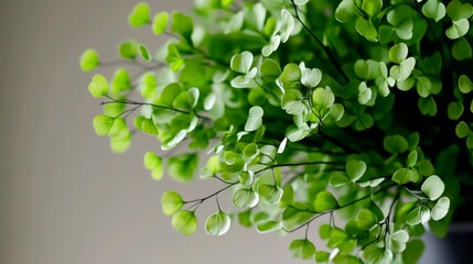 A beautiful, artistic close-up of a Maidenhair Fern (Adiantum), focusing on its most distinctive features