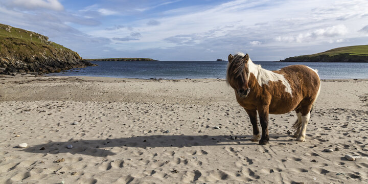 Shetland Pony Grazing on a Moorland Track on the South West Coast Path in Rural Cornwall, England, UK