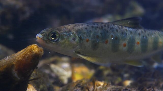  Close up macro shot of Juvenile Brown Trout swimming in current in the River Avon, Wiltshire, UK