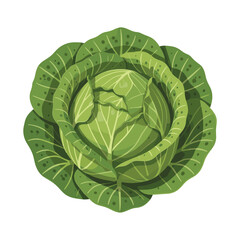 Fototapeta premium Fresh Green Cabbage Head Top View Illustration