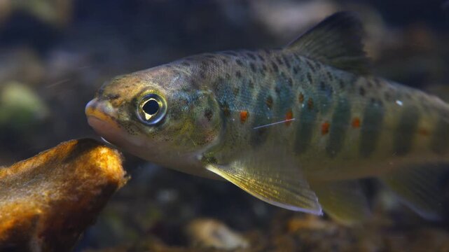 Close up macro shot of Juvenile Brown Trout swimming in current in the River Avon, Wiltshire, UK