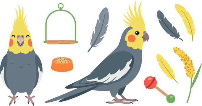 Flat vector design of parakeet cockatiel pets with avian cage care elements spray millet swing and feathers