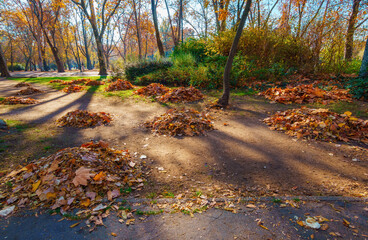 Fototapeta premium Autumn leaves piled into small mounds on a path in a public park during a sunny day in Budapest, Hungary, featuring golden foliage and soft seasonal sunlight.