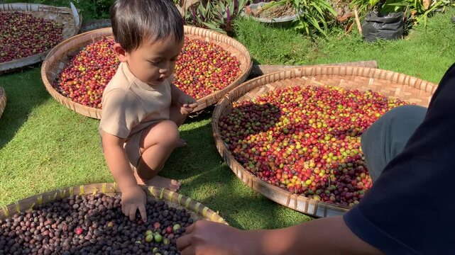 Toddler helping parent sort harvested coffee beans on traditional bamboo trays outdoors