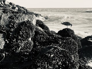 A black and white wildlife photograph of a single seagull bird perched alertly on a large boulder covered in sea mussels along a coastal jetty in Carlsbad. © Bryan Lambert