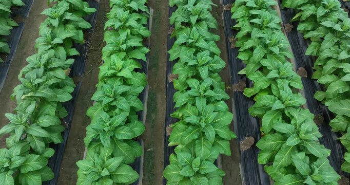 Tobacco leaf plant with dew grow at field