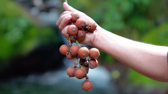 Ripe rattan fruit (Manau, hoe, jernang, buah ular, Littuko) on the tree. The rattan fruit is edible, the texture is like lychee fruit