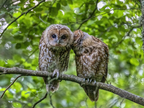 A closeup shot of spotted owlets perched on a tree branch 