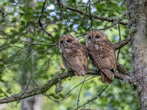 A closeup shot of spotted owlets perched on a tree branch 