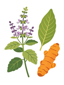 Indian Ayurvedic herbs vector illustration with holy basil and turmeric root