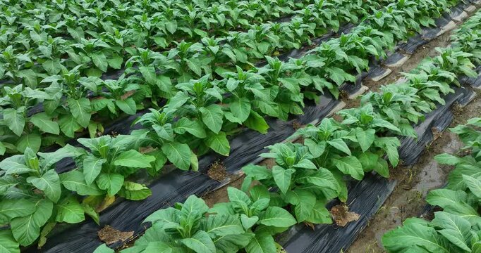 Tobacco leaf plant with dew grow at field