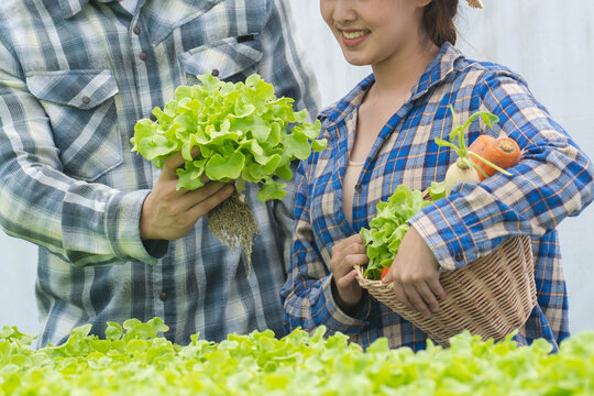 Young couple harvesting organic green lettuce vegetables in hydroponic greenhouse farm.