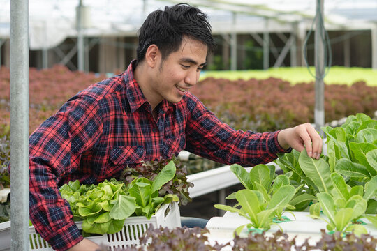 Farm entrepreneur holding produce in the basket in harvest time to sell in organic market
