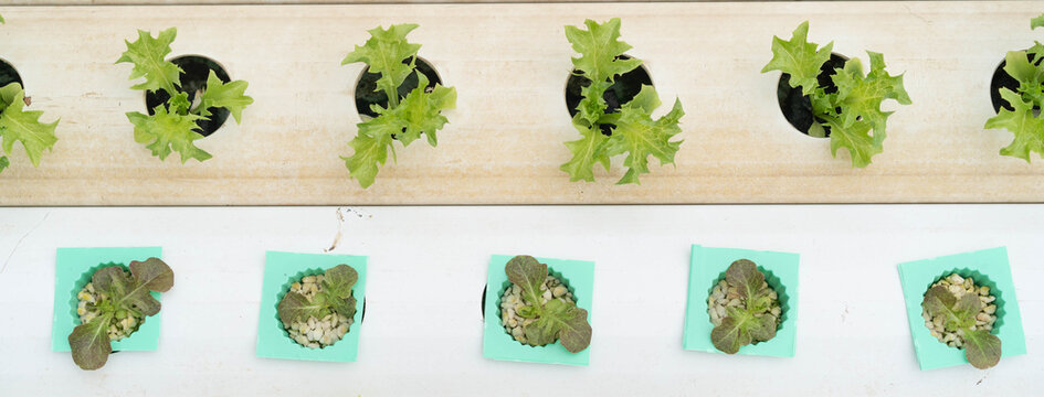 Close up Green lettuce in hydroponic farm.