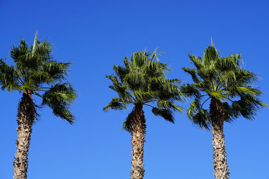background of three palm trees on a sunny day with blue sky