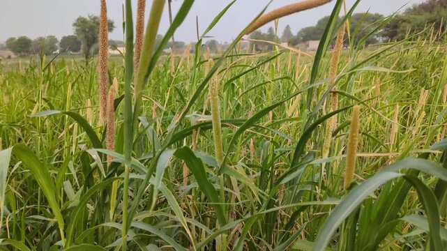 agriculture Millet Field 